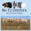 Big E Livestock and Donkeys