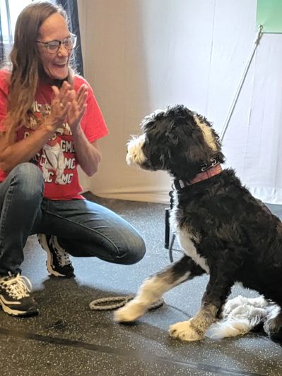 dog training , obedience dog training and puppy training Off Leash training