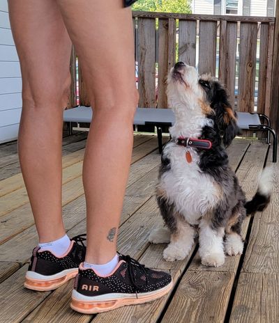 dog training    obedience training     boarding dog walking nicely on a leash ,leash Training