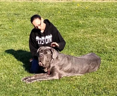 Off Leash training,Basic obedience, dog training