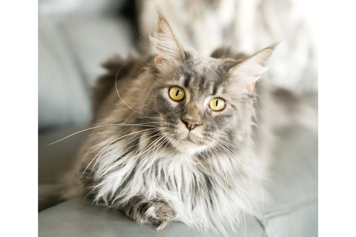 A fluffy gray cat with striking yellow eyes resting on a couch.