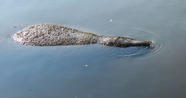 Manatee in canal at Sampson's Island
Photo courtesy of Lisa Scott