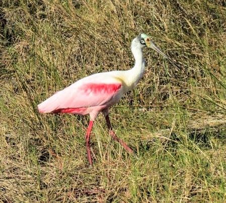 Photo of bird