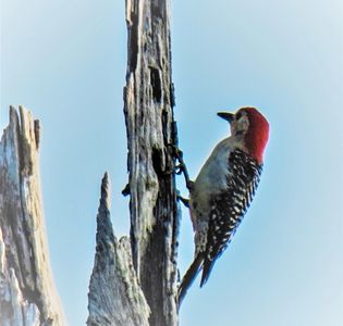 A Red-Bellied Woodpecker found throughout Florida.

Photo courtesy of Lisa Scott