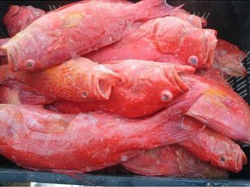 Red Grouper, Grouper Reds, Sea Bass, rock cod, gag, yellowmouth, scamp, rock hind, red hind, snapper