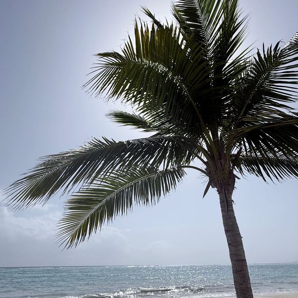 Palm tree on a sunny beach with a calm sea.