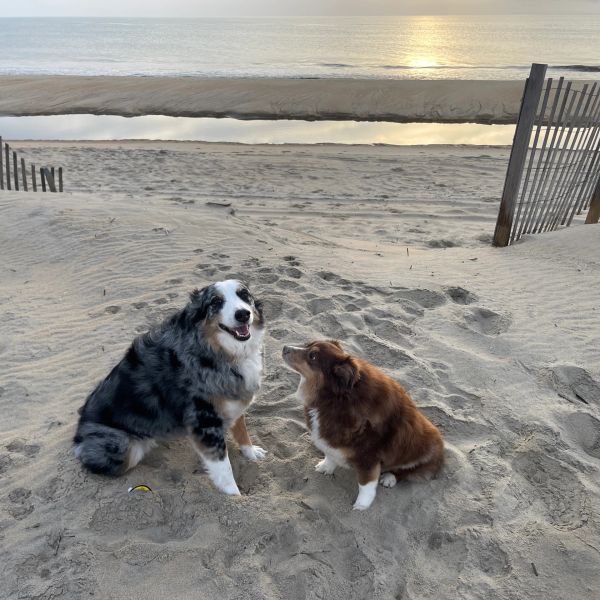 Two dogs sitting on sandy beach near water at sunset.