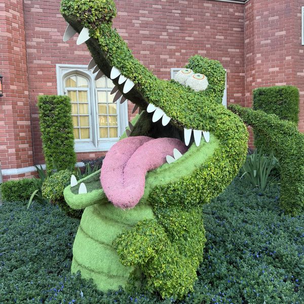 Topiary shaped like a playful crocodile with its mouth open.