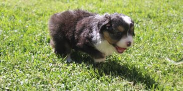 black tri female mini aussie puppy
