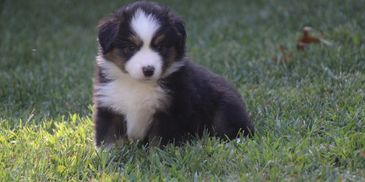 Black tri mini australian shepherd puppy