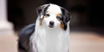Blue Merle Miniature American Shepherd puppies in Kentucky  MarLoWin Miniature American Shepherds