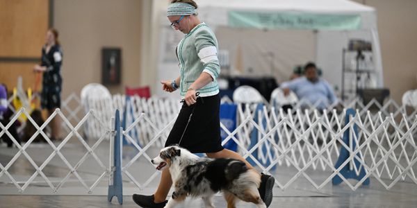 blue merle female miniature american shepherd showing in conformation miniature australian shepherd