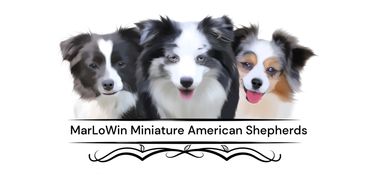 MarLoWin Miniature American Shepherd Logo