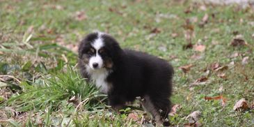 MarLoWin's Black tri puppy on grass Miniature American Shepherd Puppy in Kentucky