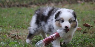 MarLoWin's  8-week old blue merle Miniature American Shepherd puppy with moderate drive in Kentucky