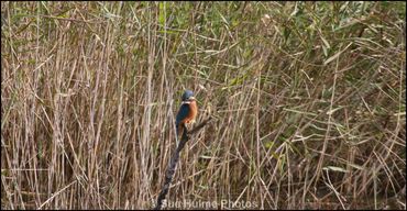 kingfisher, reeds