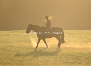 horse newmarket gallops sunrise