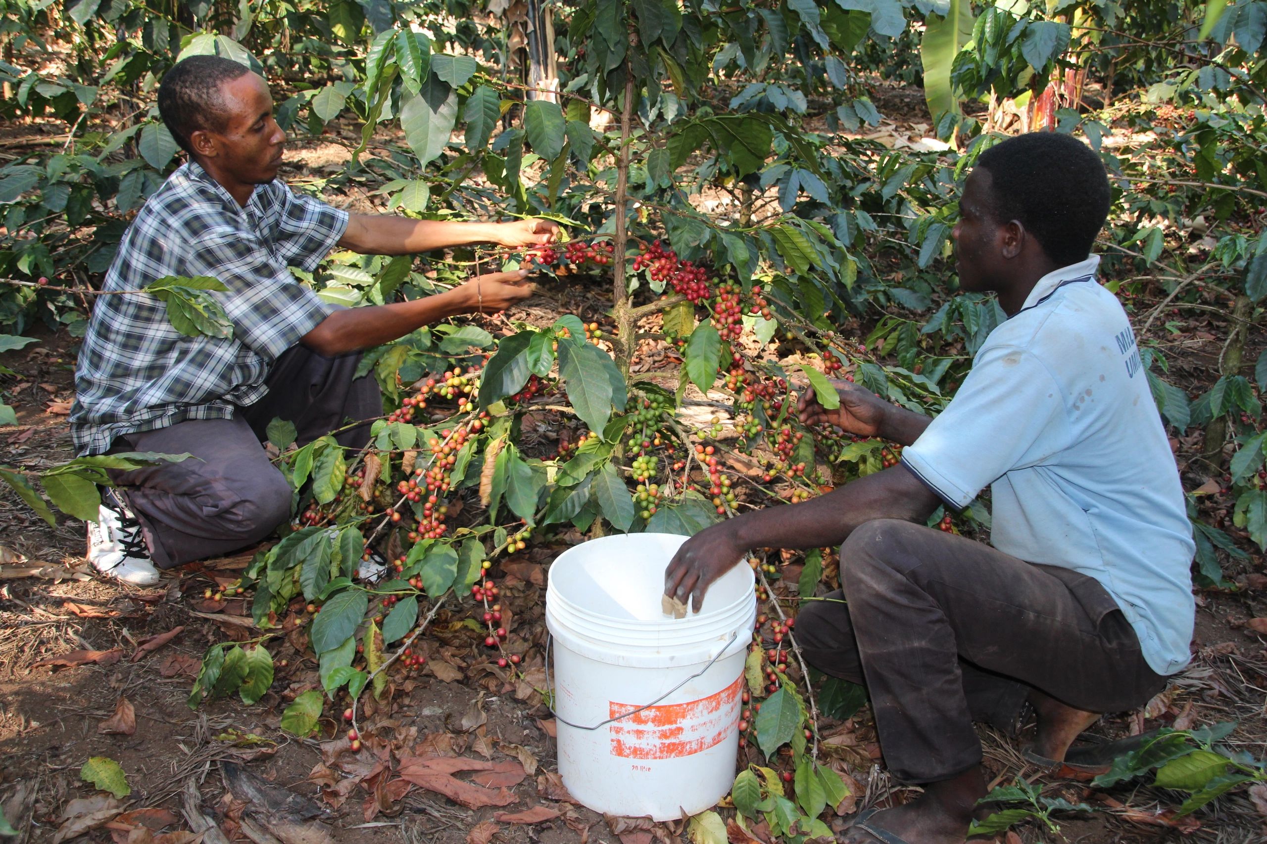 Educación  Kilimanjaro Specialty Coffees