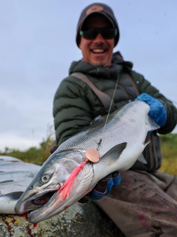 Angler holding a salmon with a pink Captain Homers lure at Becharof Lodge.
