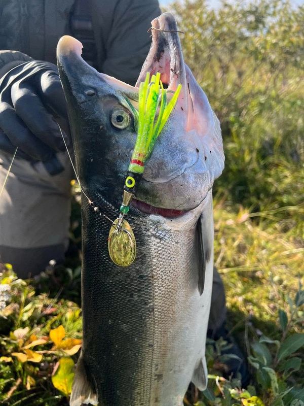 Close-up of a salmon with a green Captain Homers Bandit lure beside its mouth.