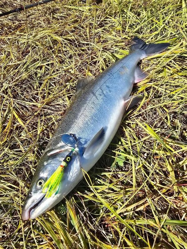 Salmon lying on riverbank grass with a green Captain Homers Bandit lure beside its head.