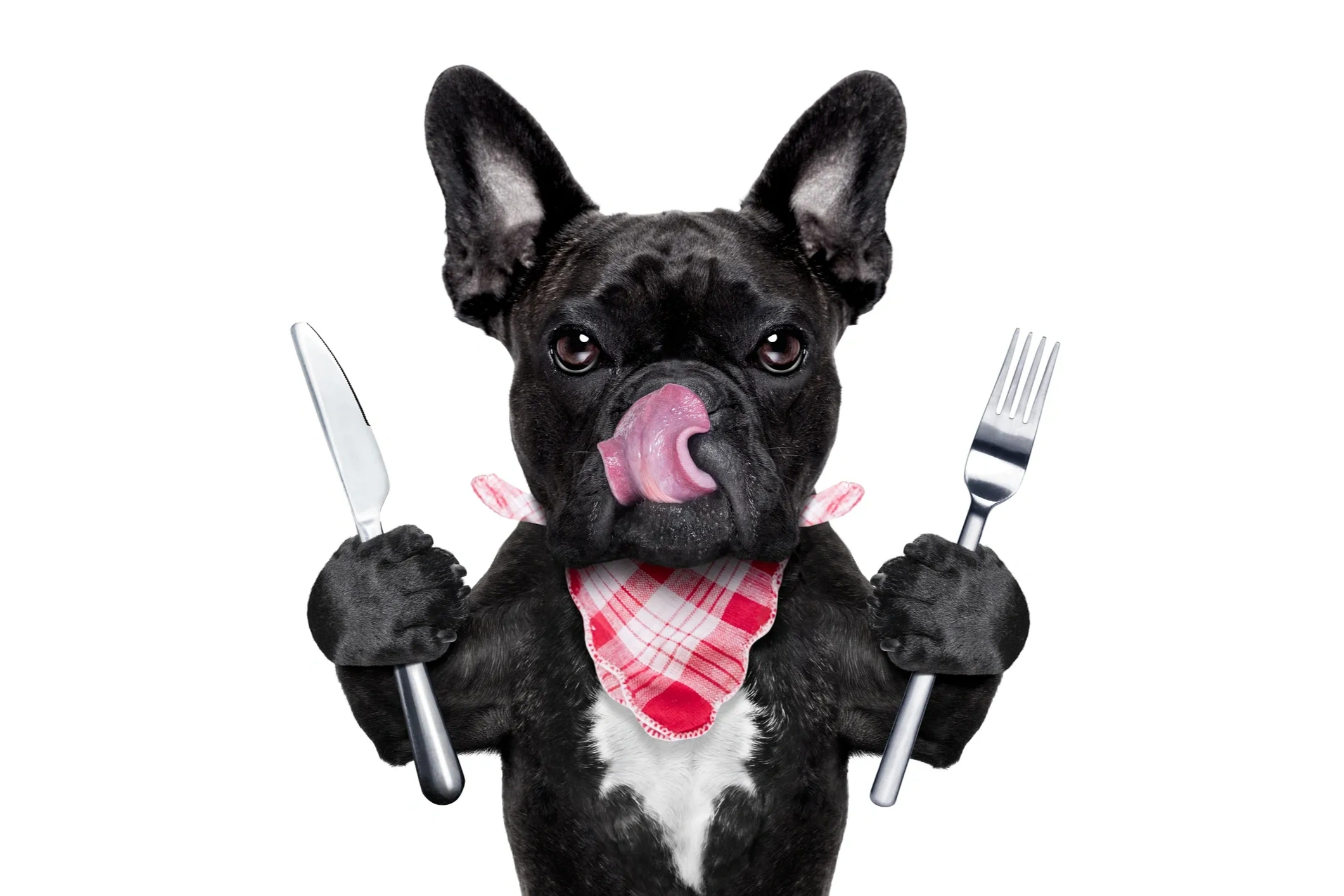 Black dog holding a fork and knife and licking its lips
