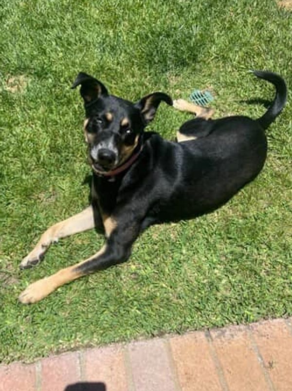 Black and tan dog lying on green grass in the sun.