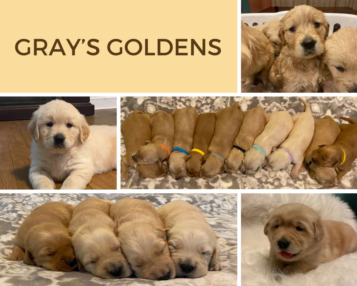 AKC Golden Retriever Puppies for sale in South Georgia. GA Golden pups dogs for sale by breeder.