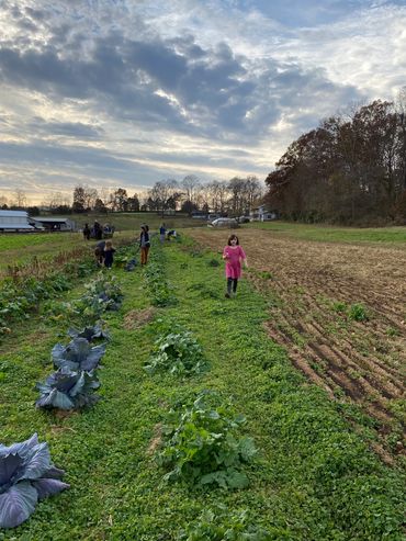CSA Farmhouse Nashville TN community supported agriculture organic local produce fruit vegetables TN