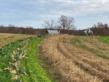 CSA Farmhouse Nashville TN community supported agriculture organic local produce fruit vegetables TN