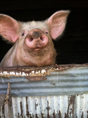 CSA Farmhouse Nashville TN community supported agriculture organic local produce fruit vegetables TN