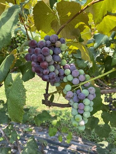 CSA Farmhouse Nashville TN community supported agriculture organic local produce fruit vegetables TN