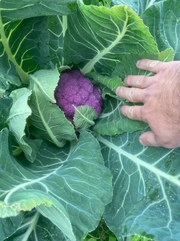 CSA Farmhouse Nashville TN community supported agriculture organic local produce fruit vegetables TN