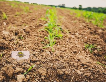 CSA Farmhouse Nashville TN community supported agriculture organic local produce fruit vegetables TN