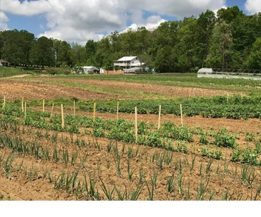 CSA Farmhouse Nashville TN community supported agriculture organic local produce fruit vegetables TN