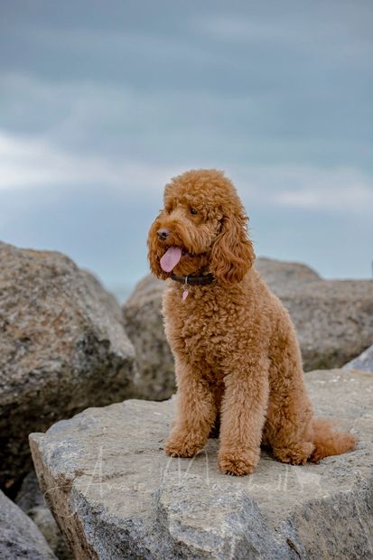 goldendoodle puppy for sale london
goldendoodle licensed breeder
goldendoodle puppy for sale uk