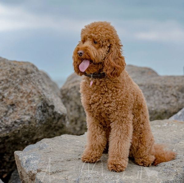 kc miniature poodle stud lincolnshire, kc miniature poodle stud nottingham, kc miniature poodle stud
