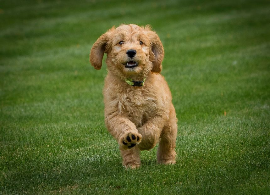 goldendoodle puppy for sale london
goldendoodle licensed breeder
goldendoodle puppy for sale uk