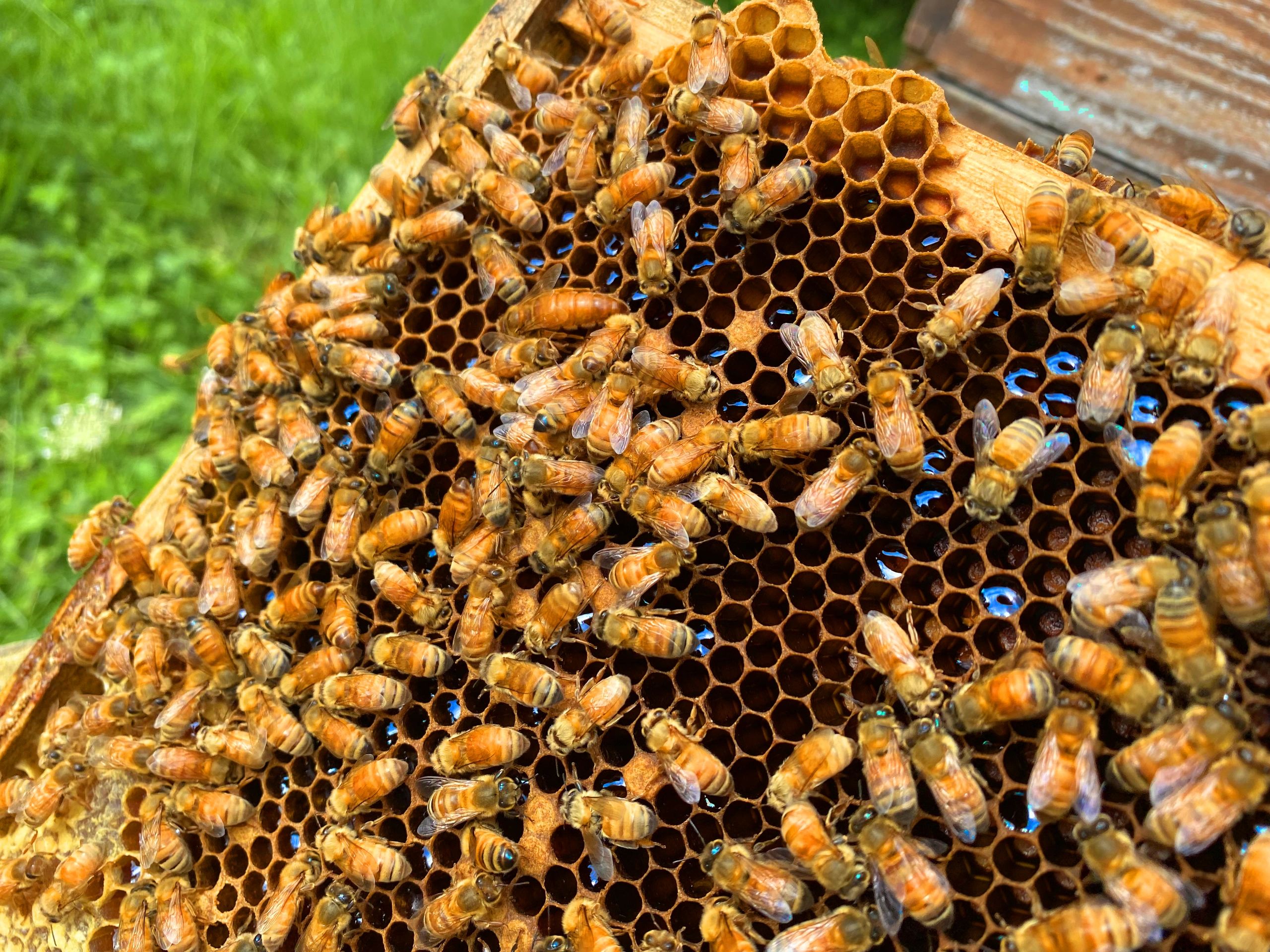 Home  Fox Valley Beekeeper