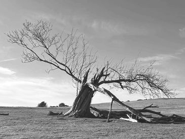 A fallen, leafless tree lying on a grassy field under a cloudy sky.