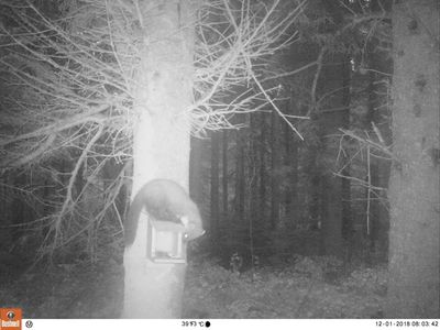 Pine martens frequently visit red squirrel feeders in the Gwynedd forests.