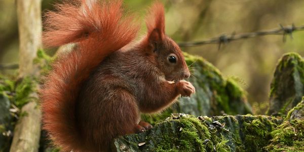 Penrhos red squirrel. Image by kind permission Alan Jones photography
