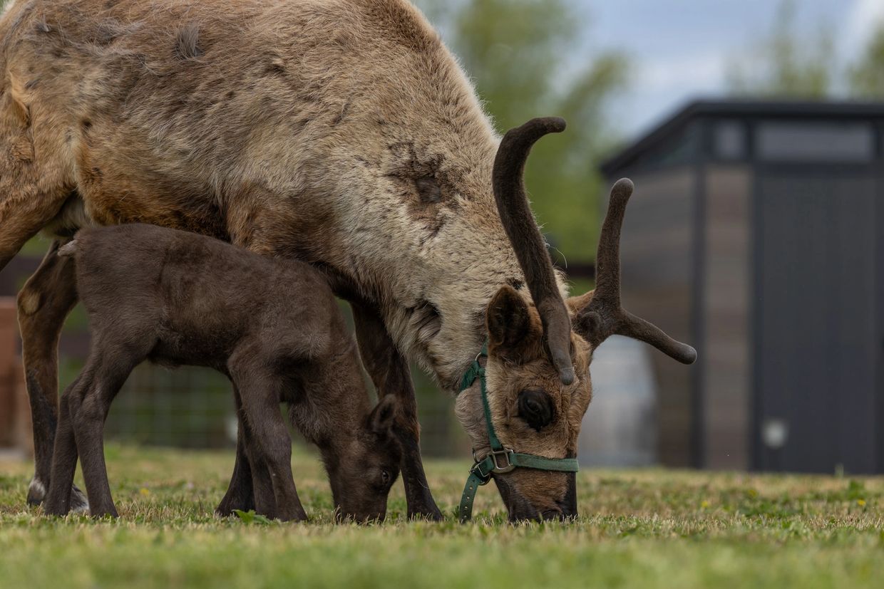 A reindeer and its calf grazing closely together on grass.