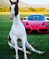 Horse sitting in front of classic car to advertise a car show
