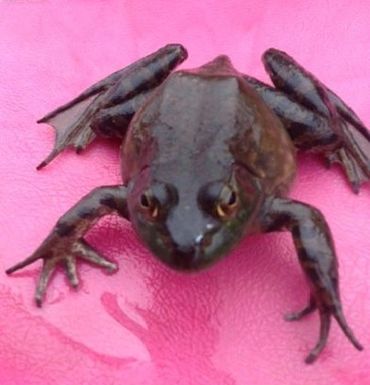 Bull Frog