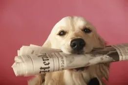 A dog holding a newspaper in its mouth against a pink background.