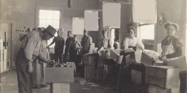 apple packing house 1920's