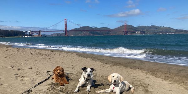 Dogs at the Golden Gate