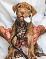 Dog Doctor
