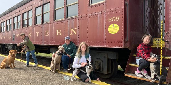 Dogs on the Train